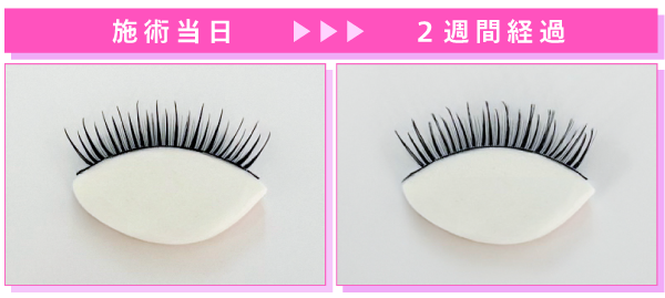 約2週間キープされた美しい束感のまつ毛イメージ